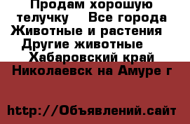 Продам хорошую телучку. - Все города Животные и растения » Другие животные   . Хабаровский край,Николаевск-на-Амуре г.